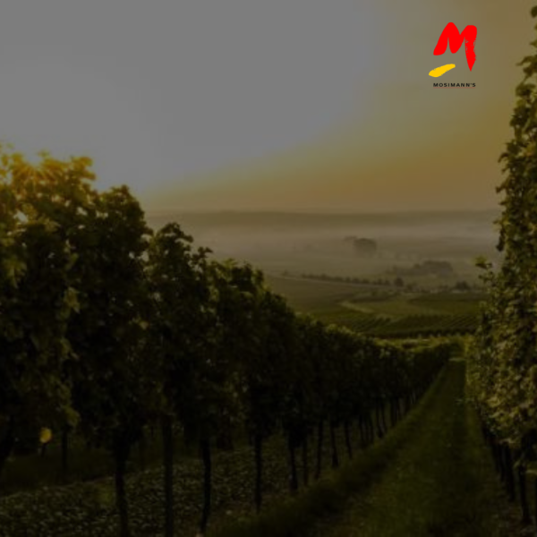 Rose Wine: Exclusive Wine Tasting